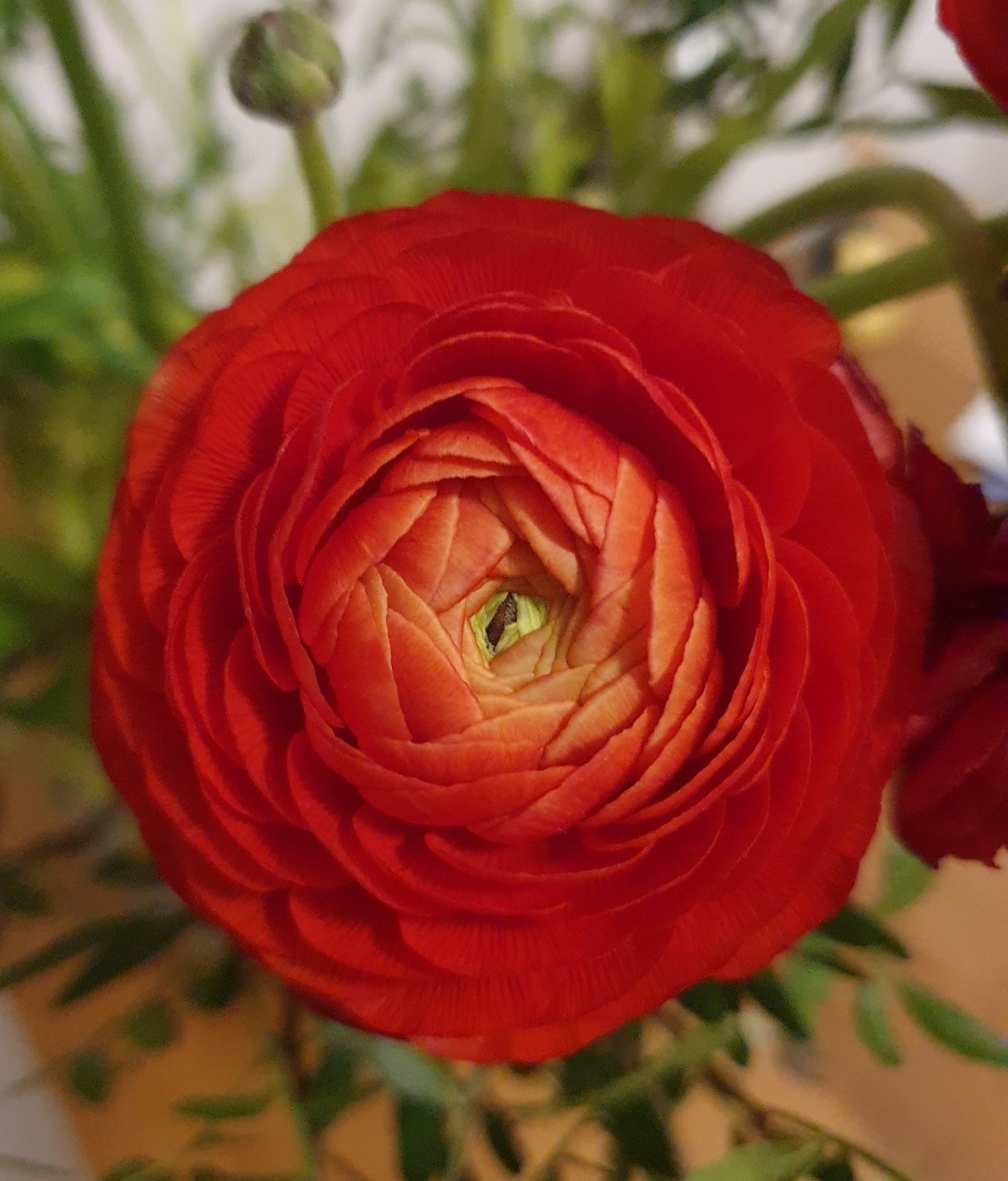 rote Blüte für inneren Frieden