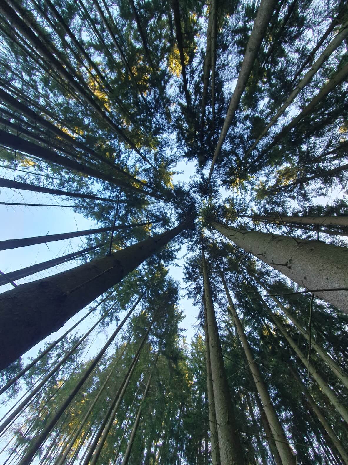 blick zwischen Baumkronen zu Gott im Himmel